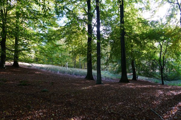 Im Wald von Halskov Vænge